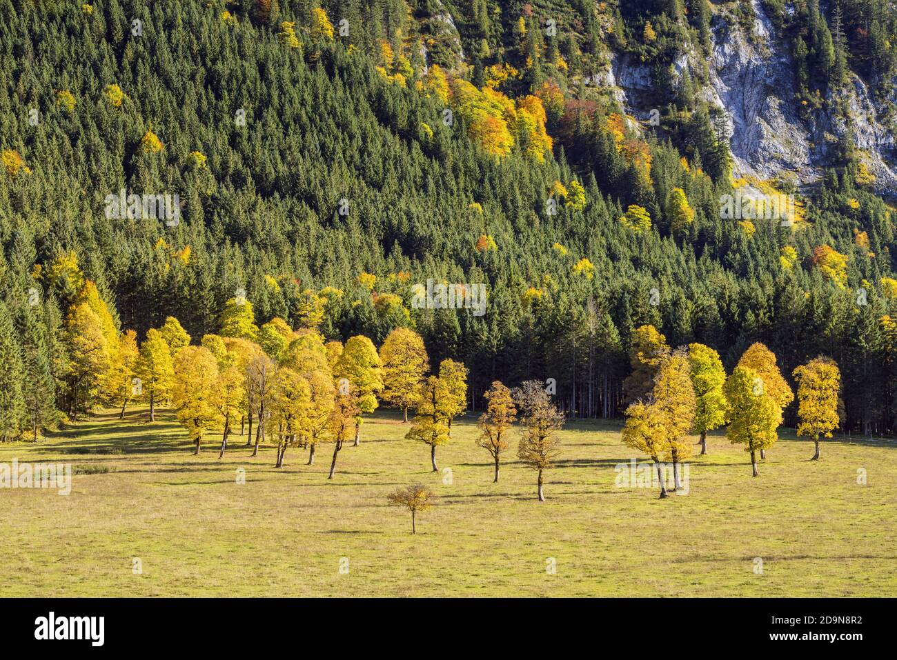 Ahorn im Risstal, Hinterriß, eng, Tirol, Österreich, Europa Stockfoto