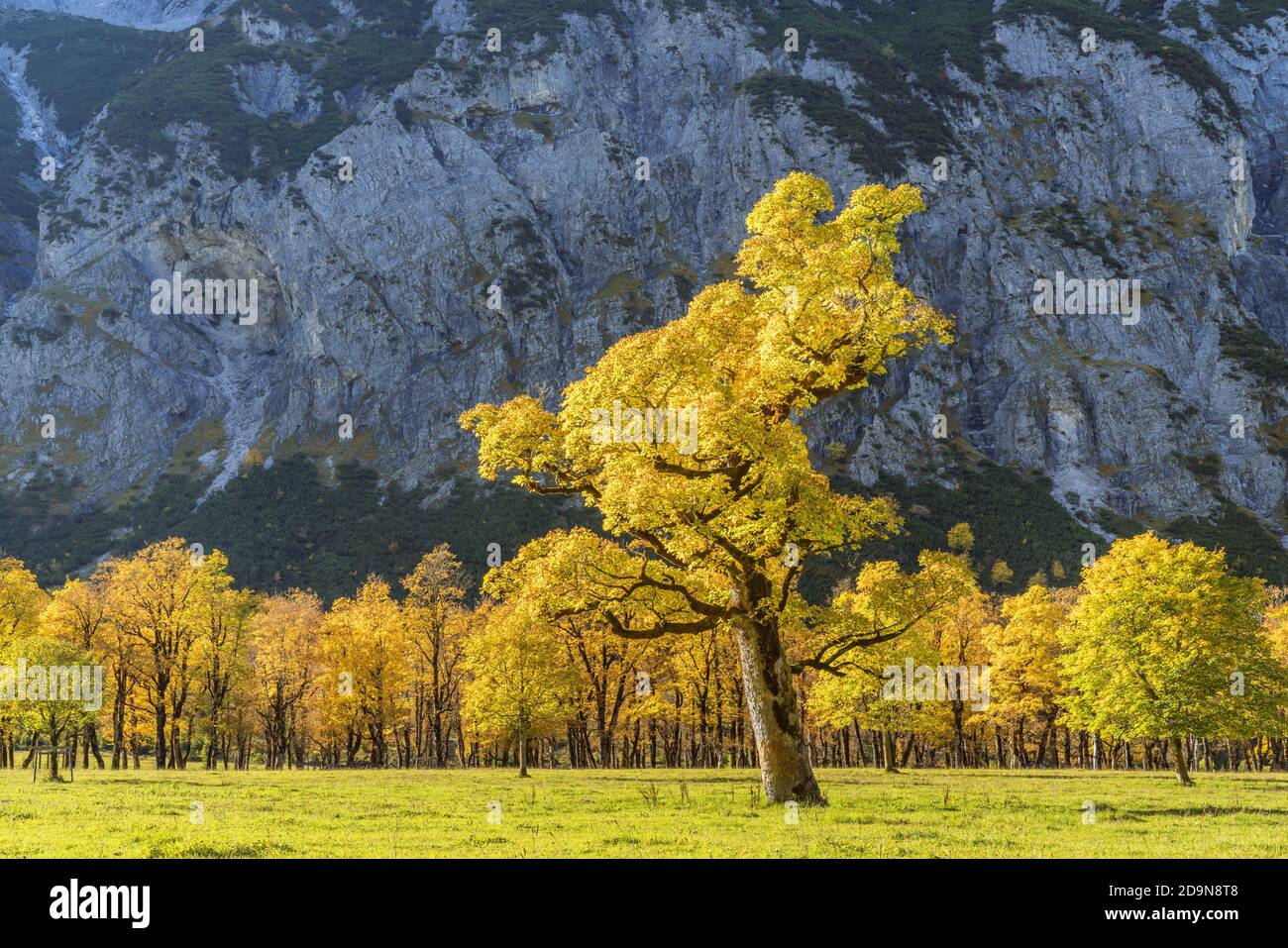 Ahorn im Risstal, Hinterriß, eng, Tirol, Österreich, Europa Stockfoto