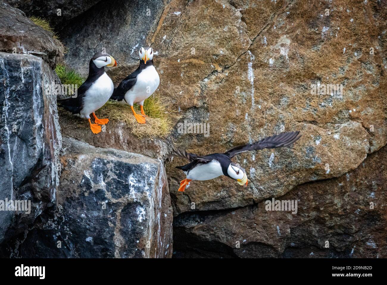 Gehörnte Papageientaucher im Flug Stockfoto