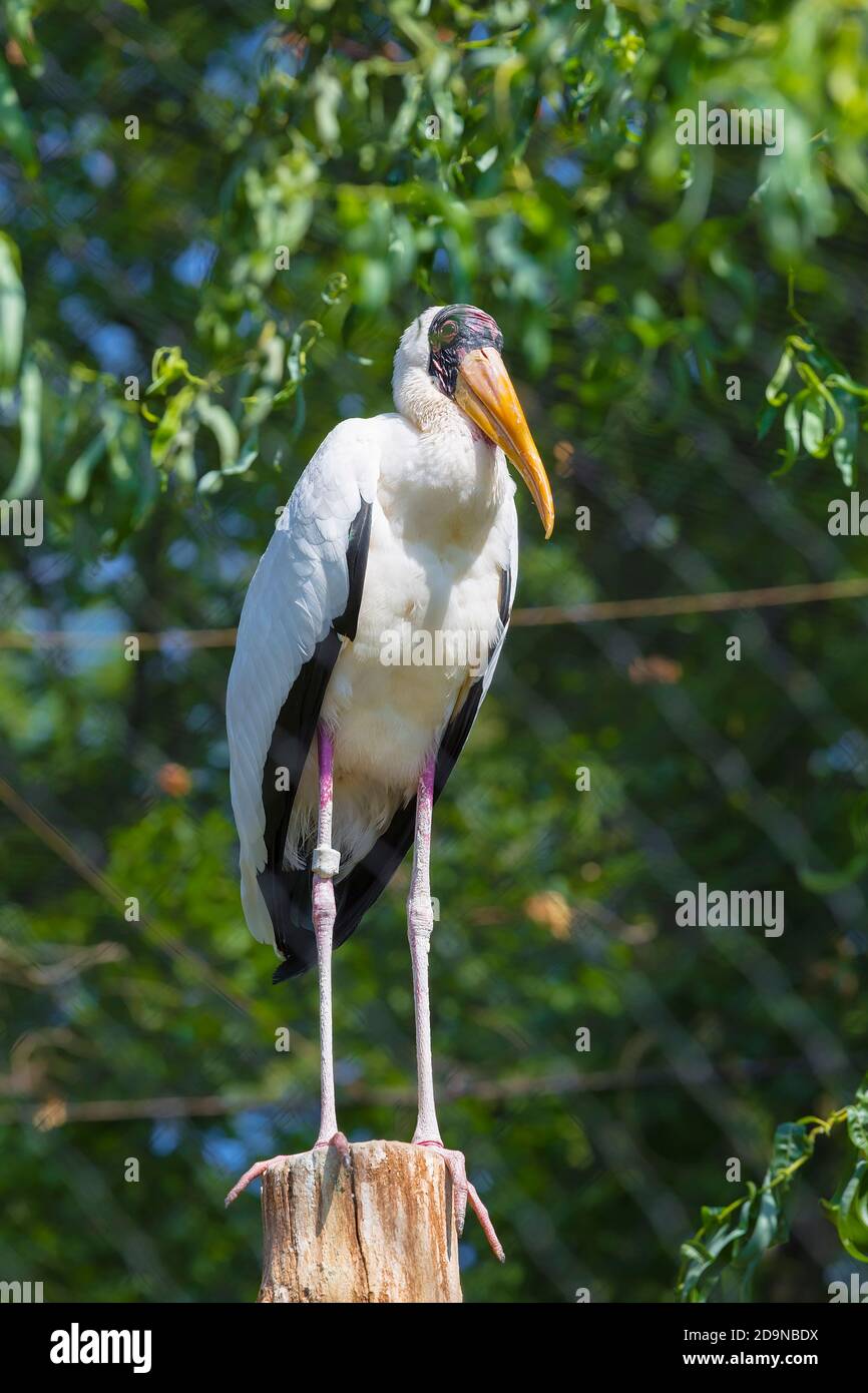 Mycteria ist eine Gattung großer tropischer Störche mit Vertretern in Nord- und Südamerika, Ostafrika sowie Süd- und Südostasien. Stockfoto