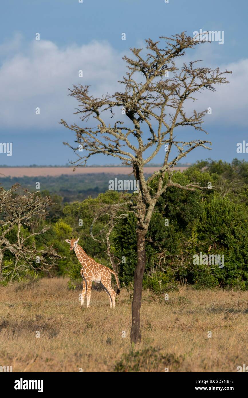 Afrika, Kenia, Laikipia Plateau, Northern Frontier District, Ol Pejeta Conservancy. Neugeborene Netzgiraffe. Stockfoto