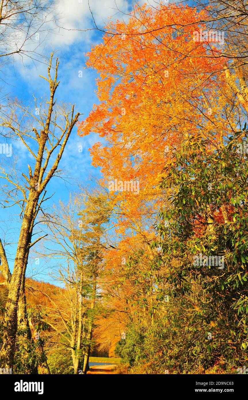 Es ist leicht, sich in die wunderschönen Herbstfarben und die Landschaft der wunderschönen Blue Ridge Appalachian Mountains in North Carolina zu verlieben. Stockfoto