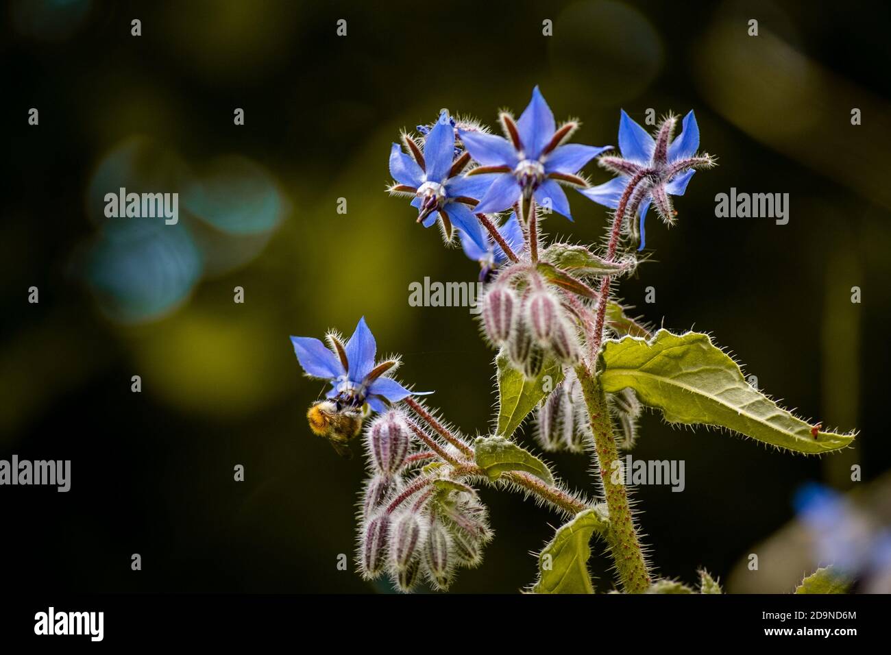 Bienenstauben eine blaue Blume Stockfoto