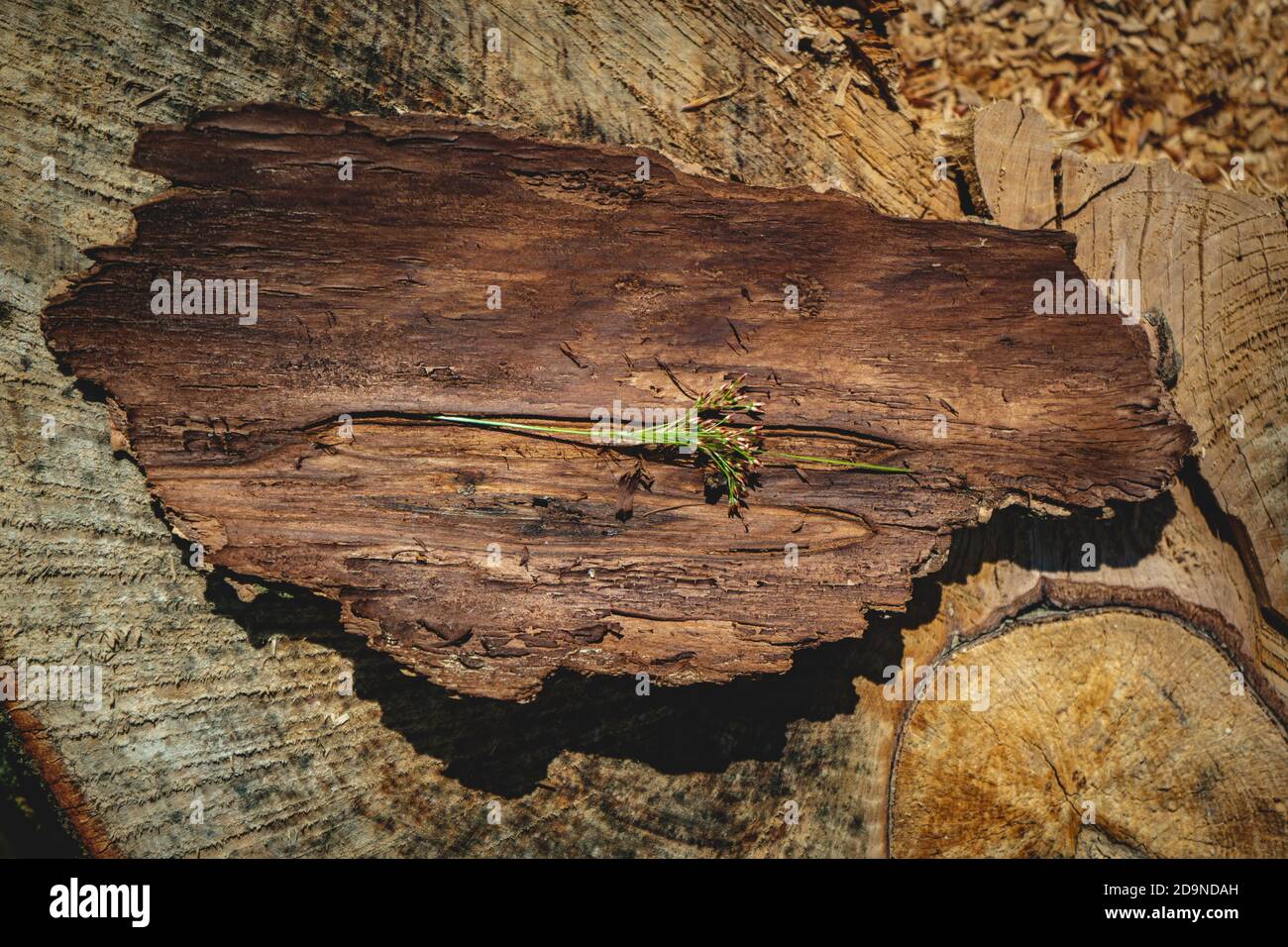 Nahaufnahme eines Baumstammes Stockfoto