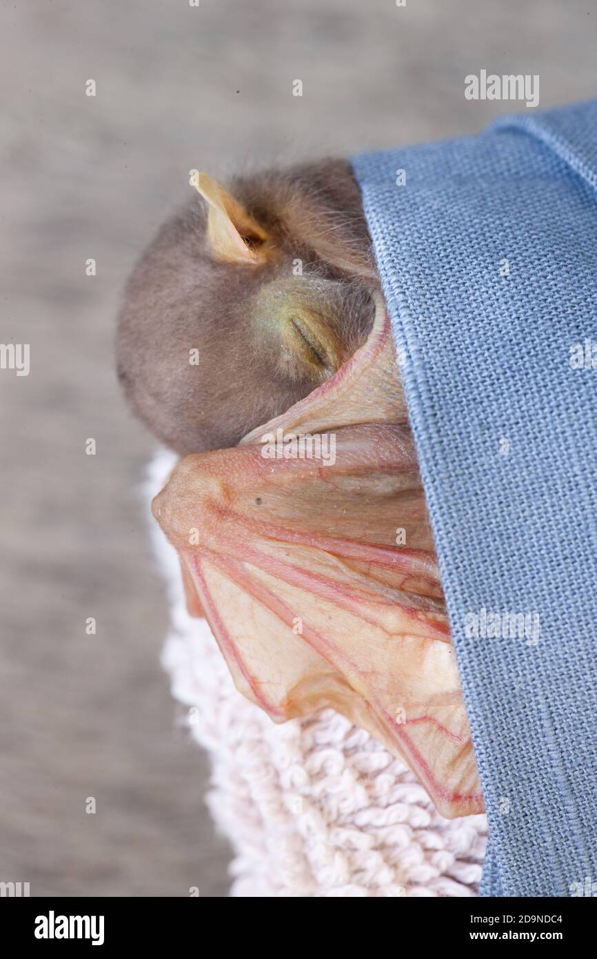 Waisenkind Östliche Röhrennase Fledermaus (Nyctimene robinsoni) ca. 6 Tage alt, nach der Fütterung ruhend. November 2020. Cow Bay. Queensland. Australien. Stockfoto