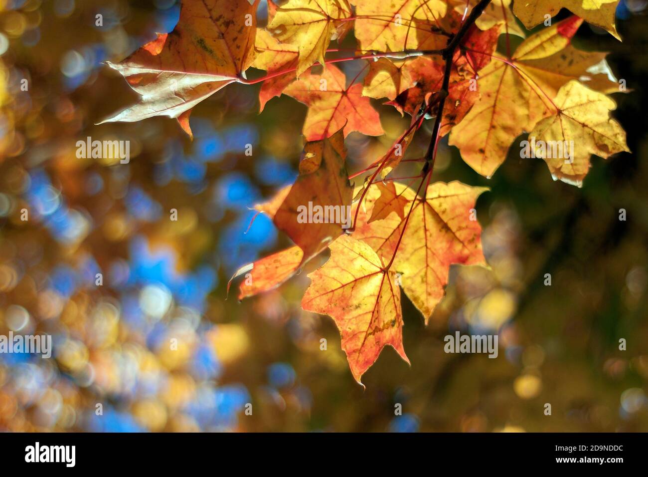 Sonnendurchflutete goldgelbe Ahornblätter im Herbst, saisonales Feeling, schöner Hintergrund für Grußkarten Stockfoto