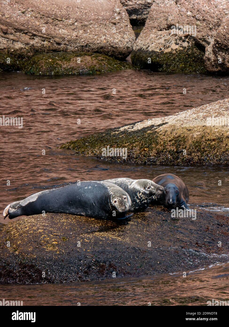 Robben in der Nähe von Bonaventure Island in Gaspesie, Quebec, Kanada Stockfoto