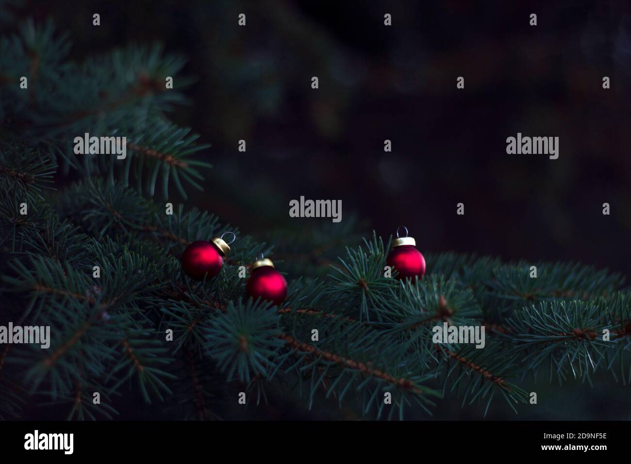 Flauschige Tannenzweig mit kleinen roten weihnachtskugeln, Weihnachtsbaum und Frohe Weihnachten Hintergrund, Happy Holidays Grußkarte, Rahmen, Banner, New Yea Stockfoto