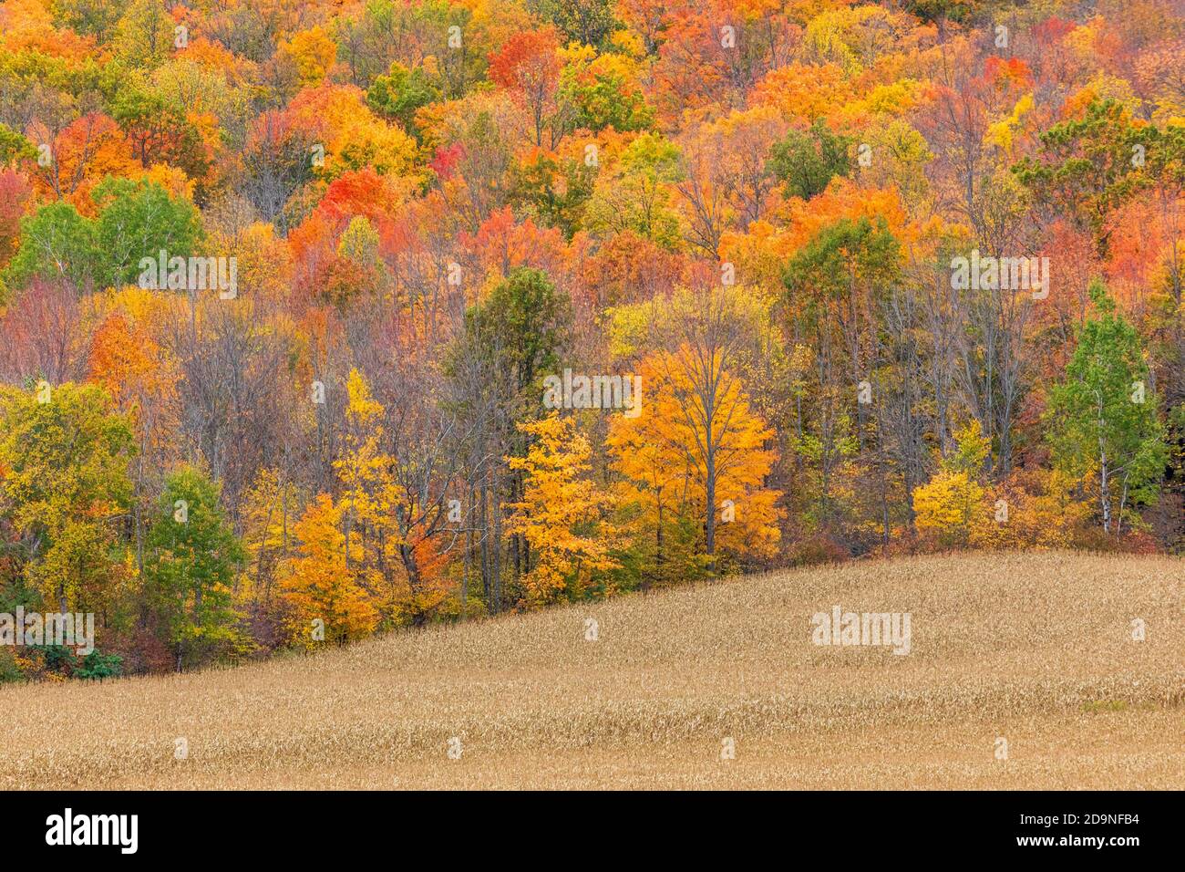 Stehende Mais und schöne Herbstfarben in Nord-Wisconsin. Stockfoto