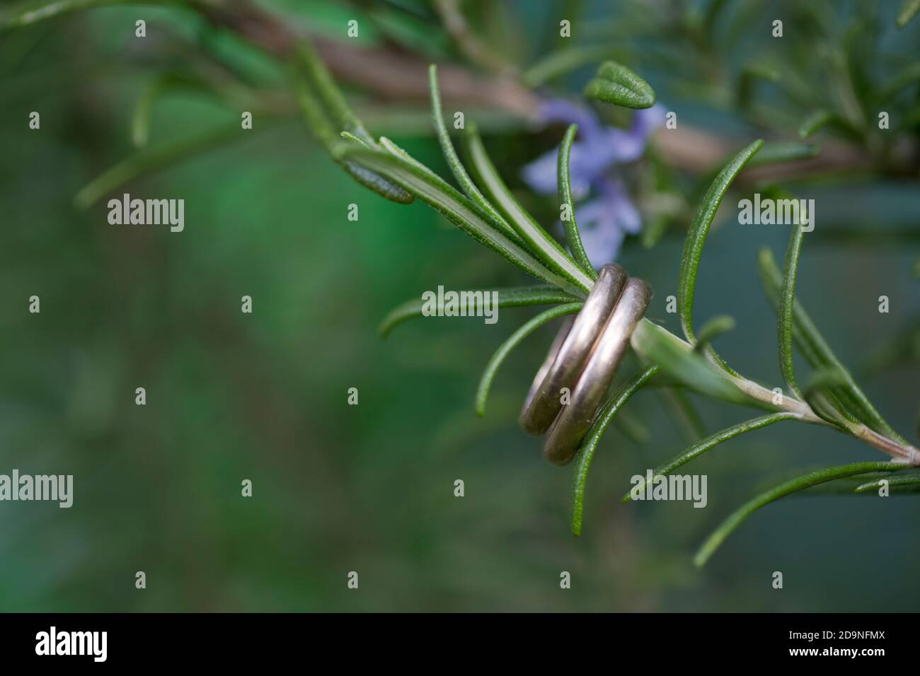 Eheringe im Garten Stockfoto