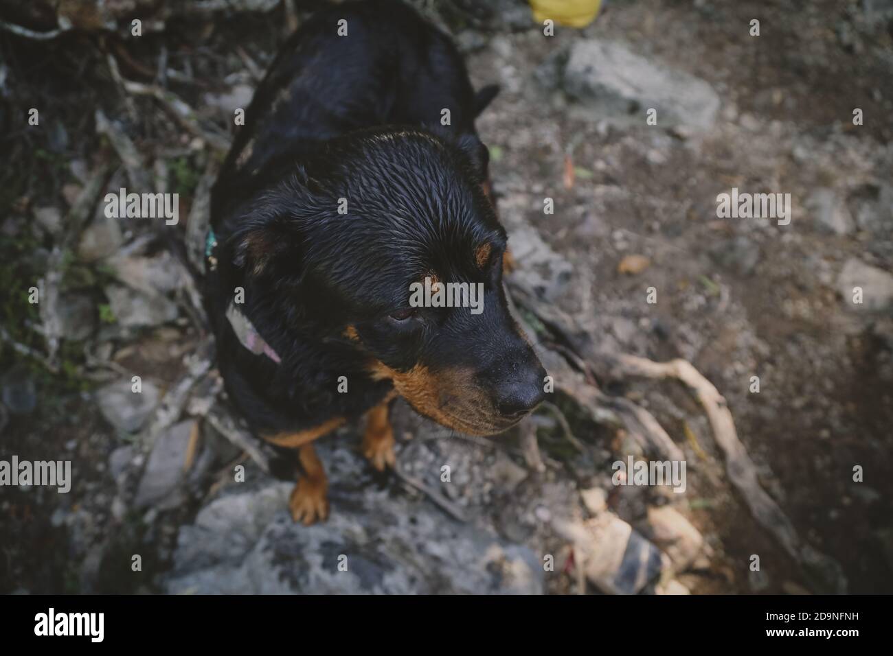 Nahaufnahme eines rottweiler Hundes Stockfoto