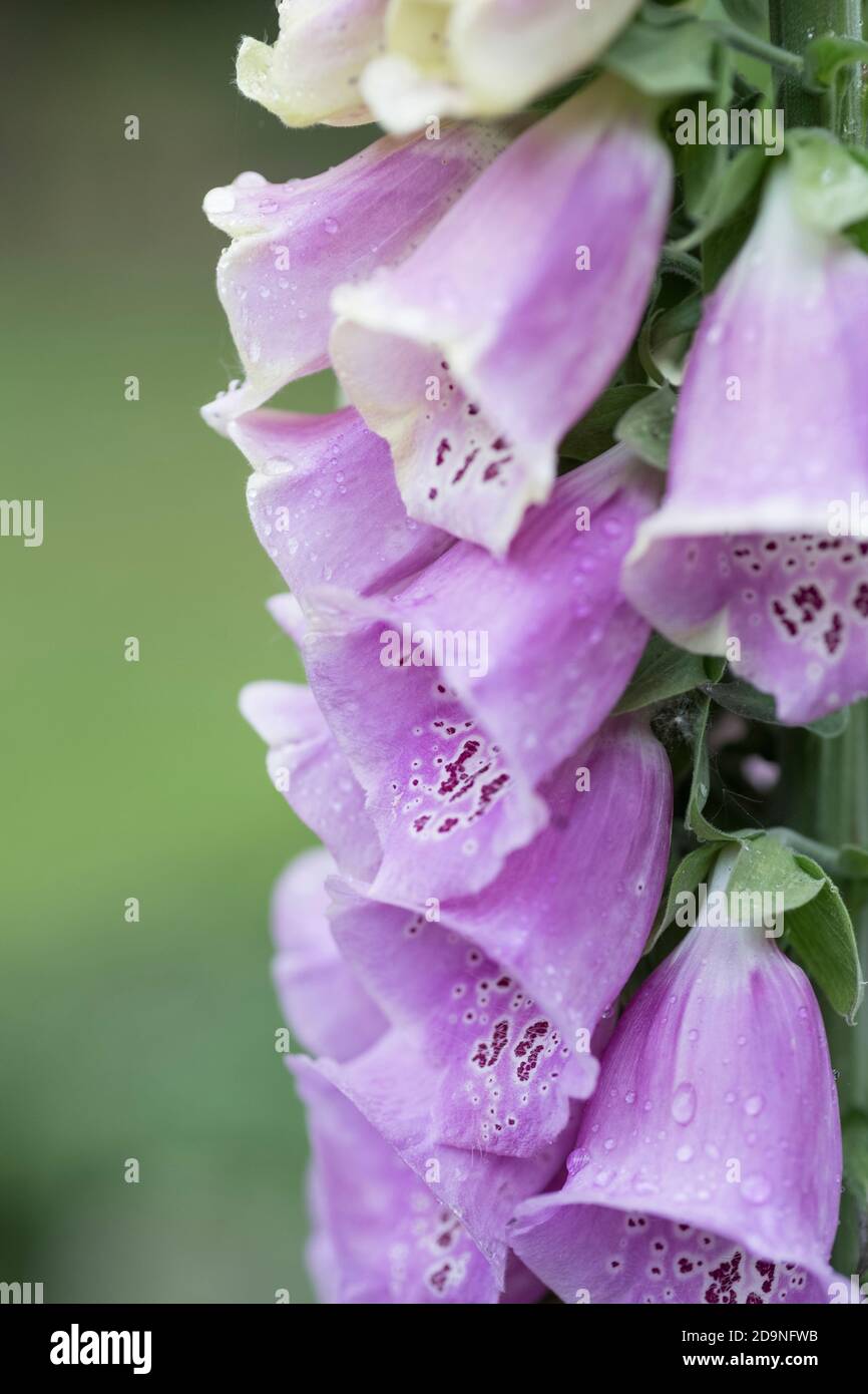 Digitalis fingerhut mit wassertropfen Fotos und Bildmaterial in hoher