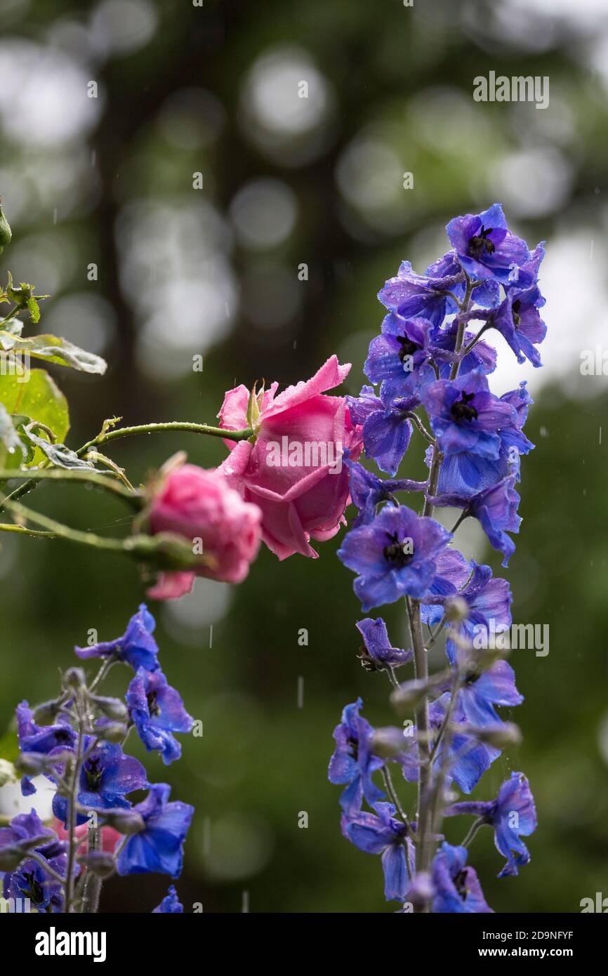 Delphinium im Regen Stockfoto