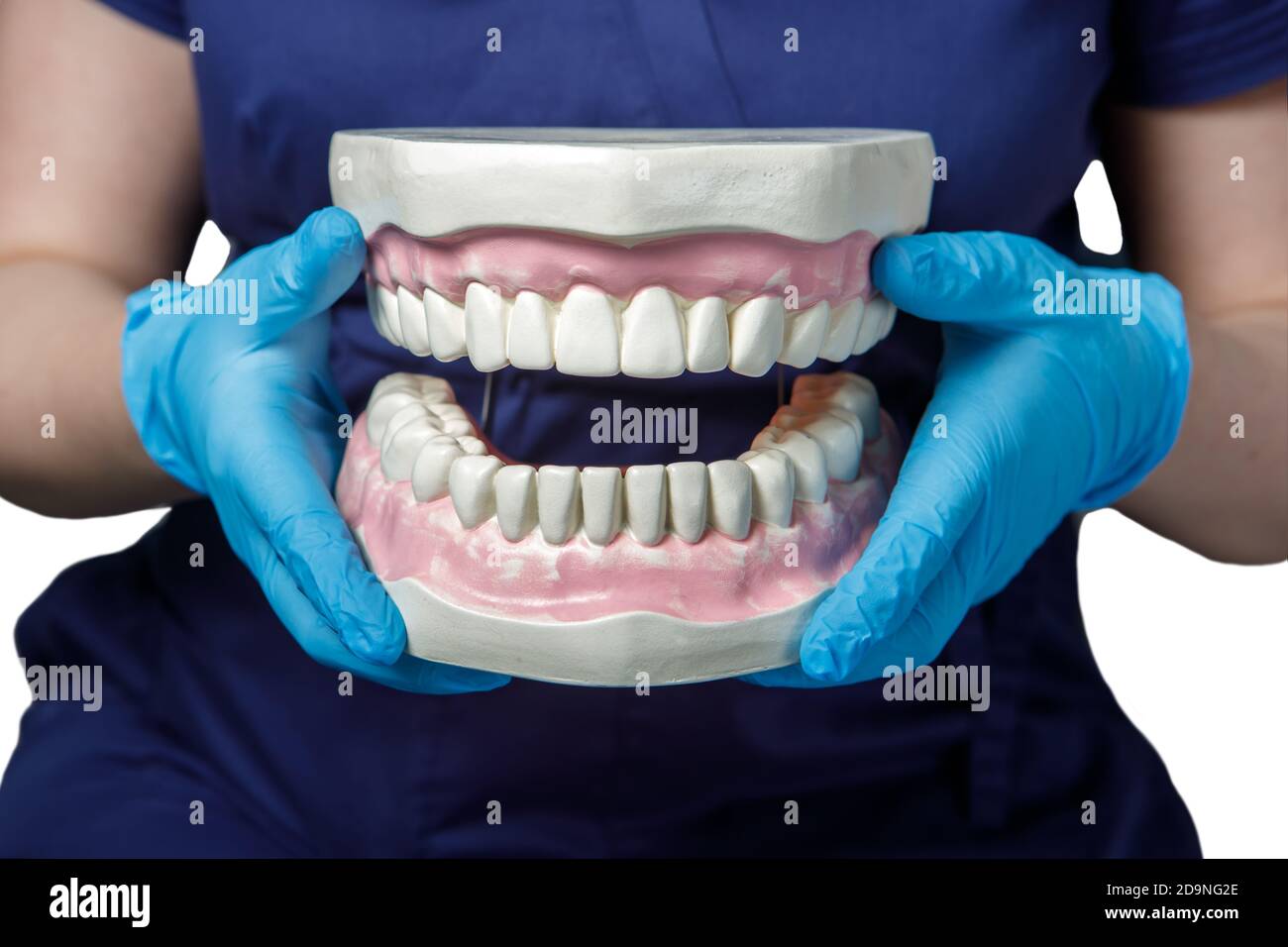 Ein Zahnarztarzt hält einen künstlichen menschlichen Kiefer in den Händen. Nahaufnahme Stockfoto