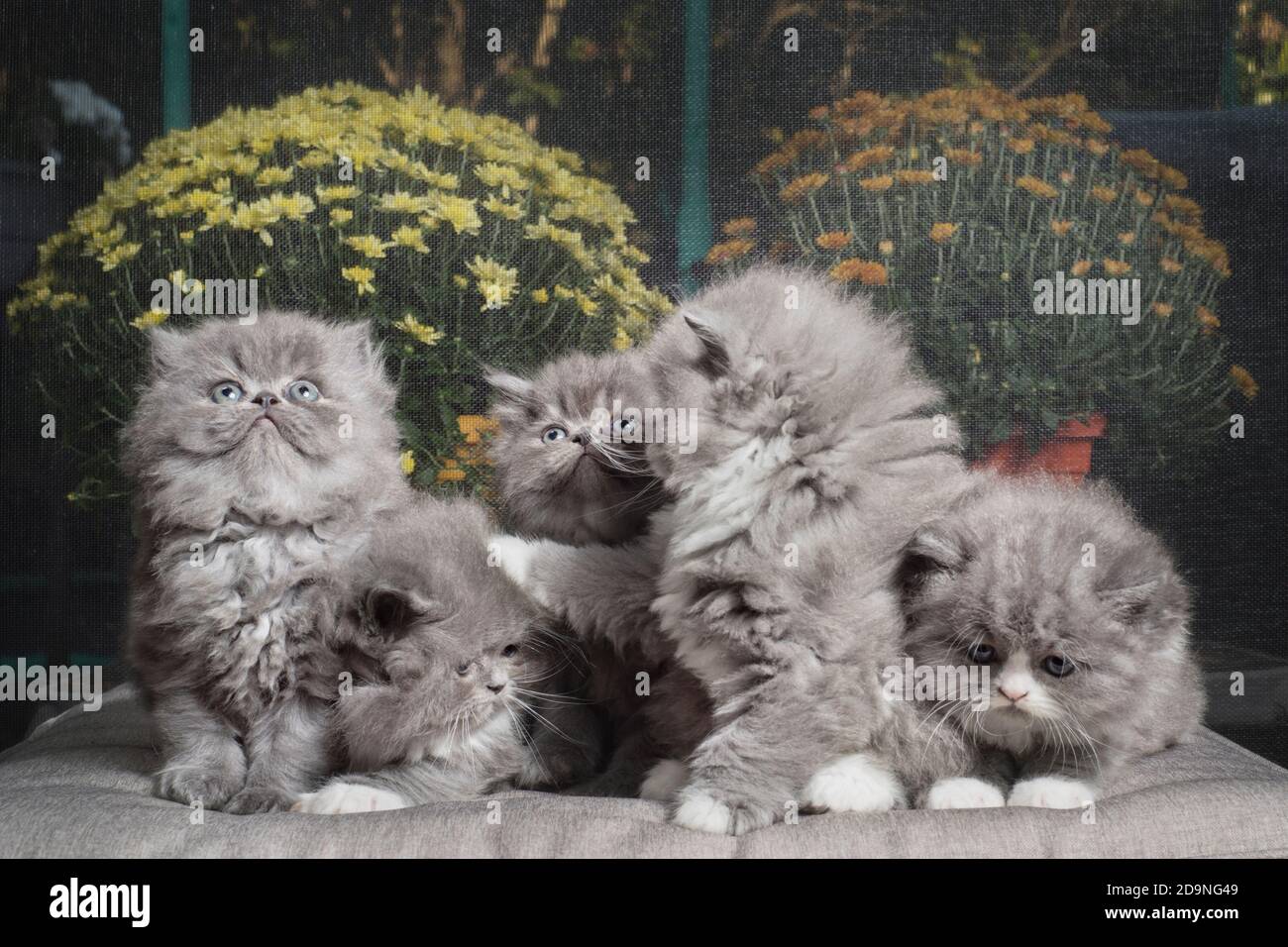 Lustige Gruppe von 5 Ragamuffin Kätzchen, die individuelle Persönlichkeiten zeigen. Stockfoto