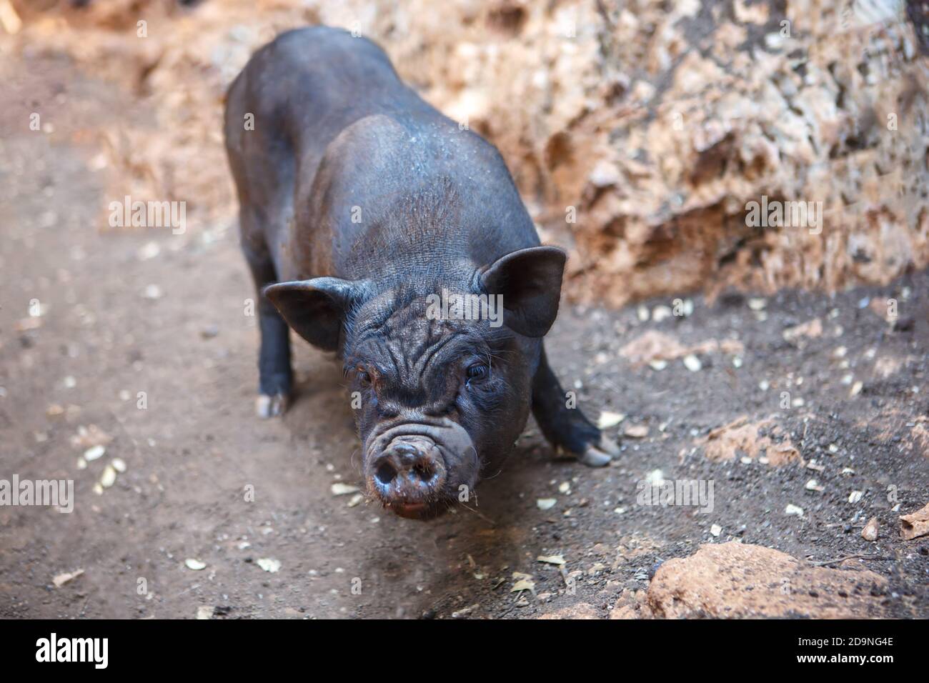 In der Mitte des Hofes steht ein schwarzes Schwein. Nahaufnahme von Schweinen Stockfoto