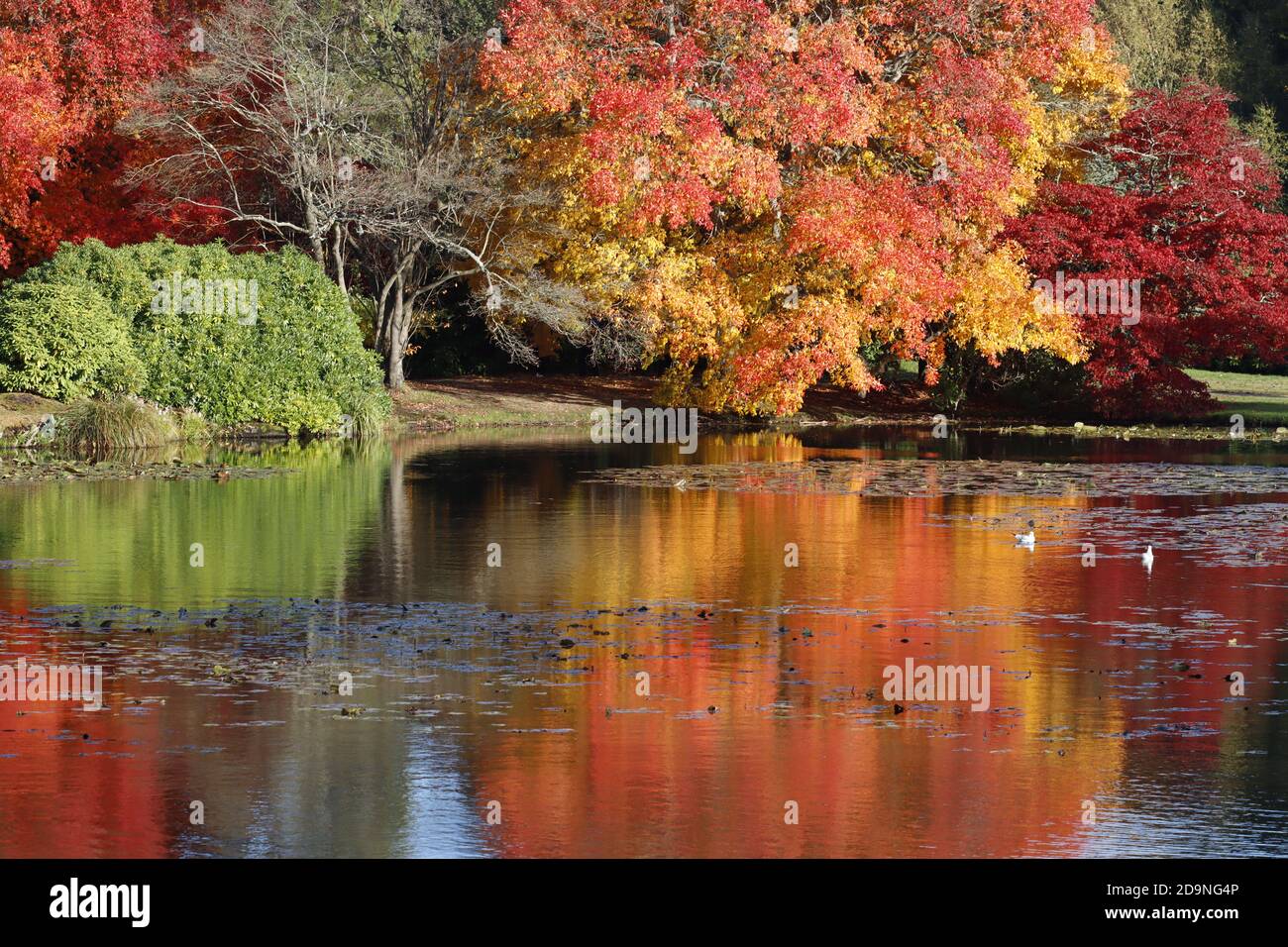 Herbstfarben spiegeln sich in der Umgebung am See wider Stockfoto