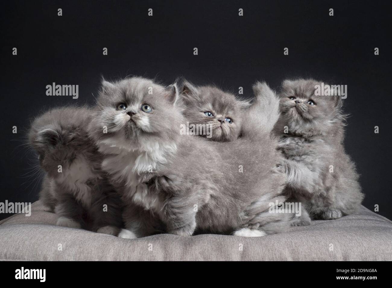 Liebenswert Wurf von 5 jungen Ragamuffin Kätzchen. Stockfoto