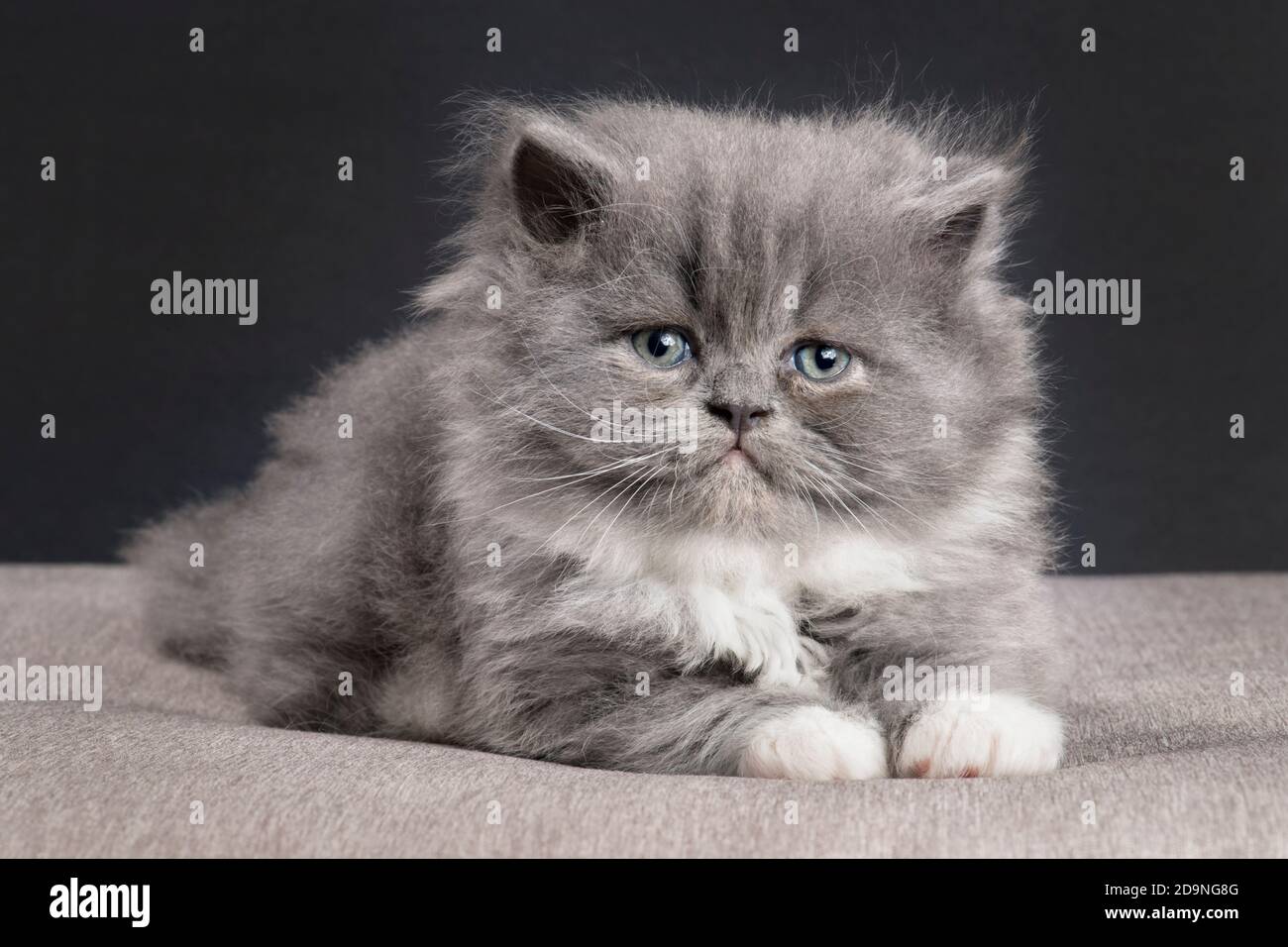 Grau und weiß Ragamuffin Kätzchen Blick auf die Kamera. Stockfoto