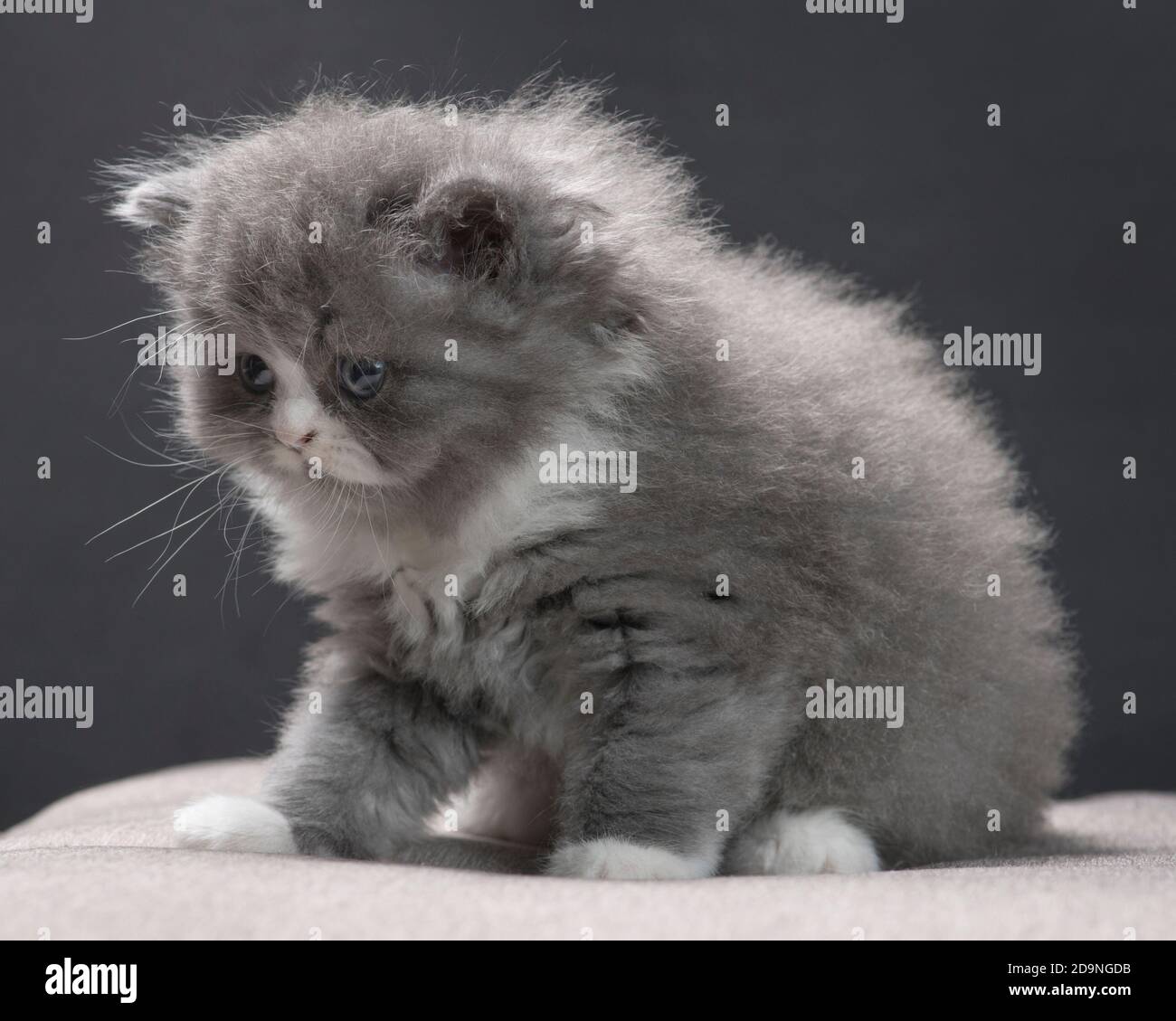 Niedliches Foto eines schüchternen grauen und weißen Ragamuffin Kätzchens. Stockfoto