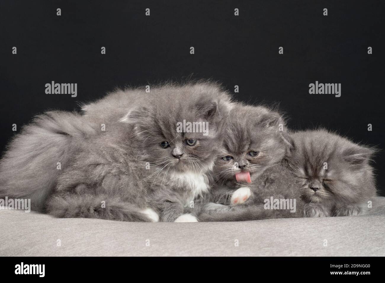 Kuschelige Gruppe von grauen Ragamuffin Kätzchen. Stockfoto