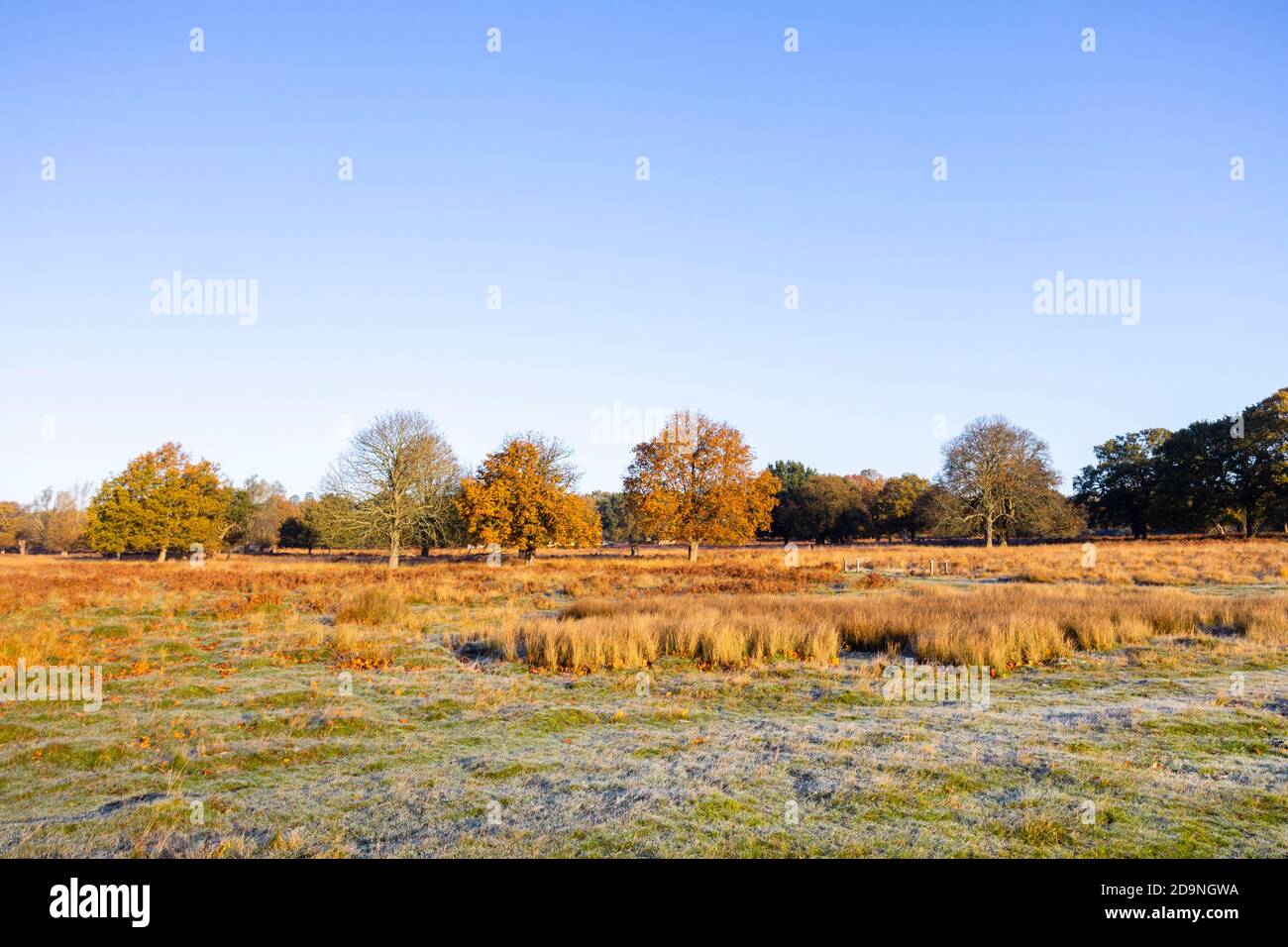 Blick auf die Landschaft und Landschaft mit Bäumen in Herbstfarben in Richmond Park, Richmond, London, Südostengland im Spätherbst bis frühen Winter Stockfoto