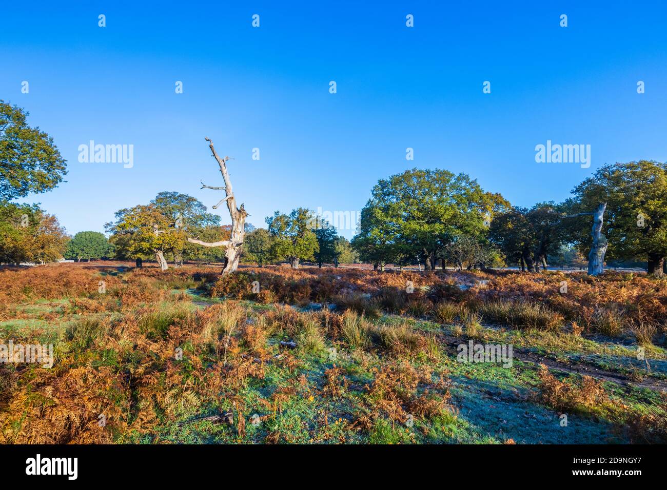 Blick auf einen toten Baumstamm in der Landschaft in Herbstfarben in Richmond Park, Richmond, London, Südostengland im Spätherbst bis frühen Winter Stockfoto