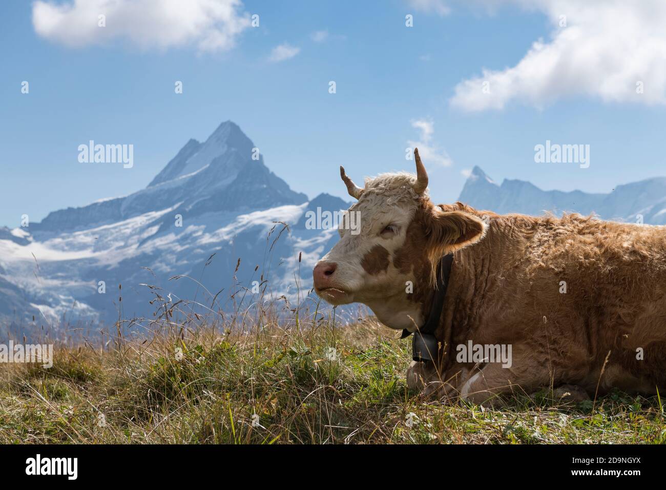 Schweiz, Kanton Bern, Berner Oberland, Grindelwald, Alp Baach, Kuhgrasen auf der Weide, im Hintergrund Lauteraarhorn, Schreckhorn, Finsteraarhorn Stockfoto