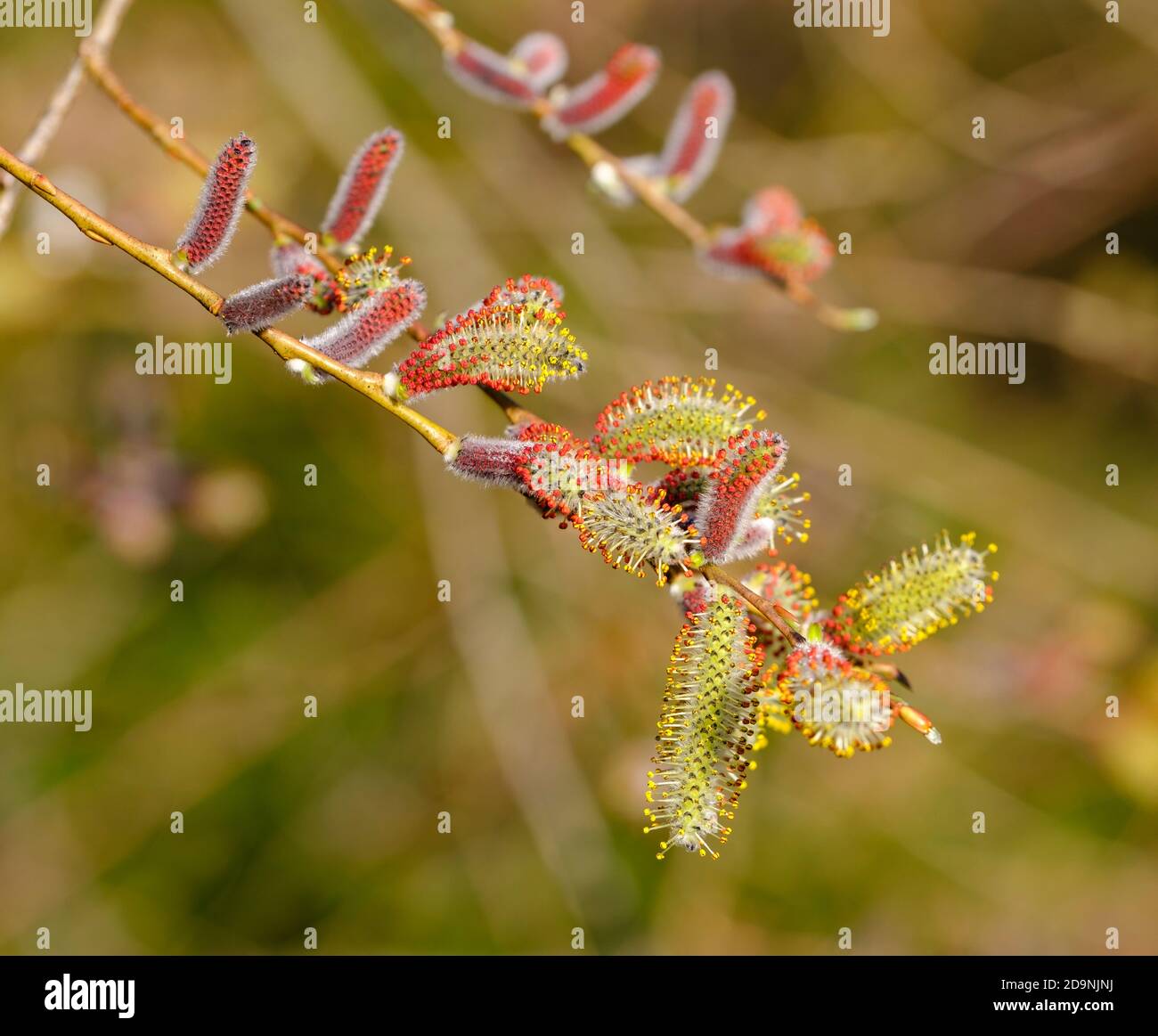 Kätzchen (Salix purpurea), Kätzchen, Isaraue bei Geretsried, Oberbayern, Bayern, Deutschland Stockfoto