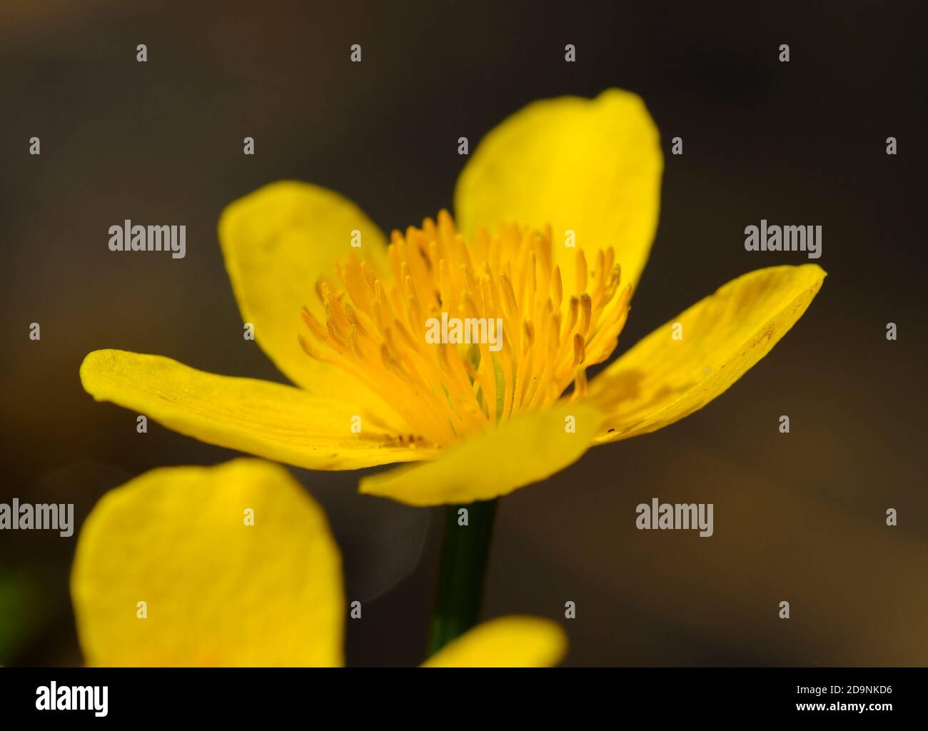 Blüte der Marigold (Caltha palustris), Oberbayern, Bayern, Deutschland Stockfoto