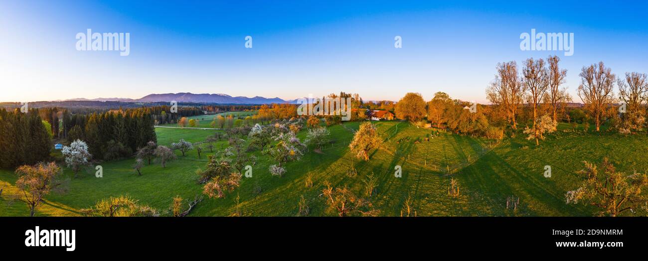 Panorama, blühender Obstgarten in Mooseurach im Morgenlicht, bei Königsdorf, Tölzer Land, Drohnenbild, Alpenvorland, Oberbayern, Bayern, Deutschland Stockfoto