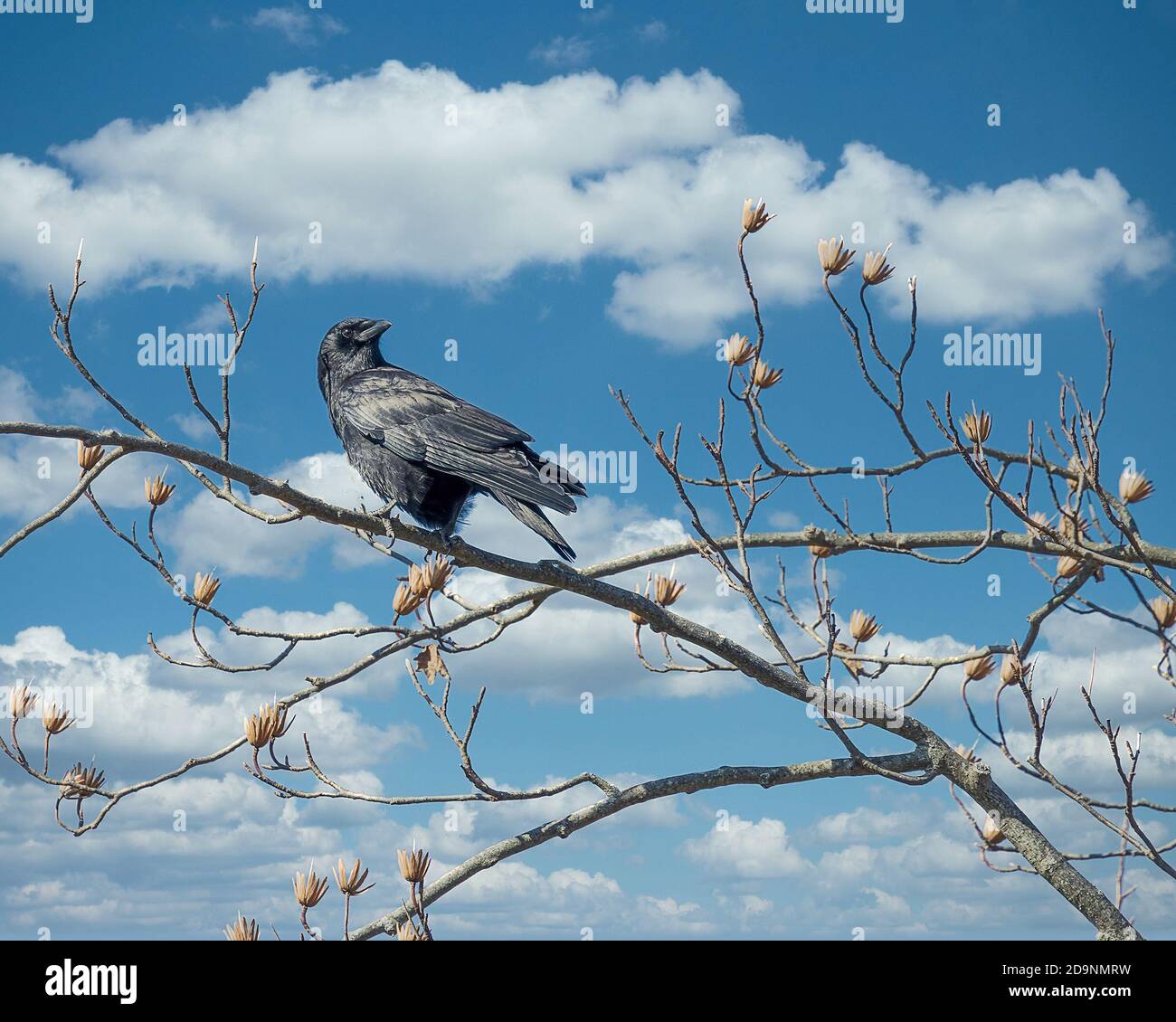 Eine wunderschöne amerikanische Krähe hoch im Wald. Stockfoto