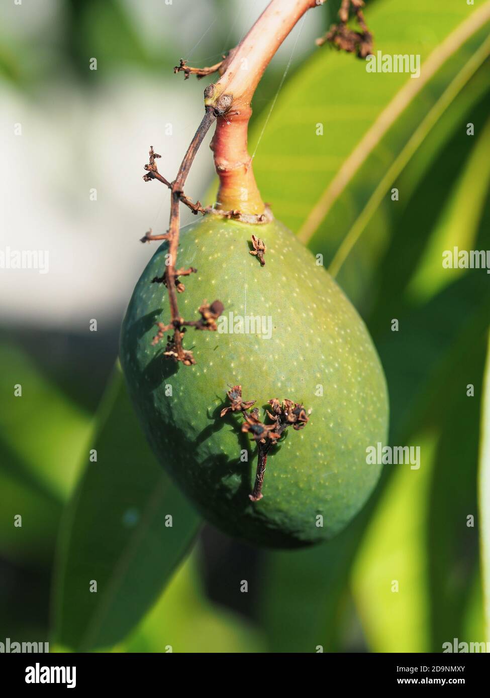 Eine junge grüne Mango, noch nicht ausgewachsen oder reif, die vom  Mangobaum herabhängt Stockfotografie - Alamy