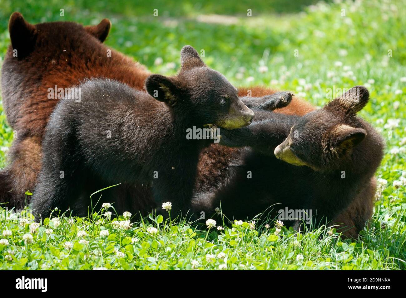 Schwarzbär (Ursus americanus), Mutter mit zwei Jungen, Frankreich Stockfoto