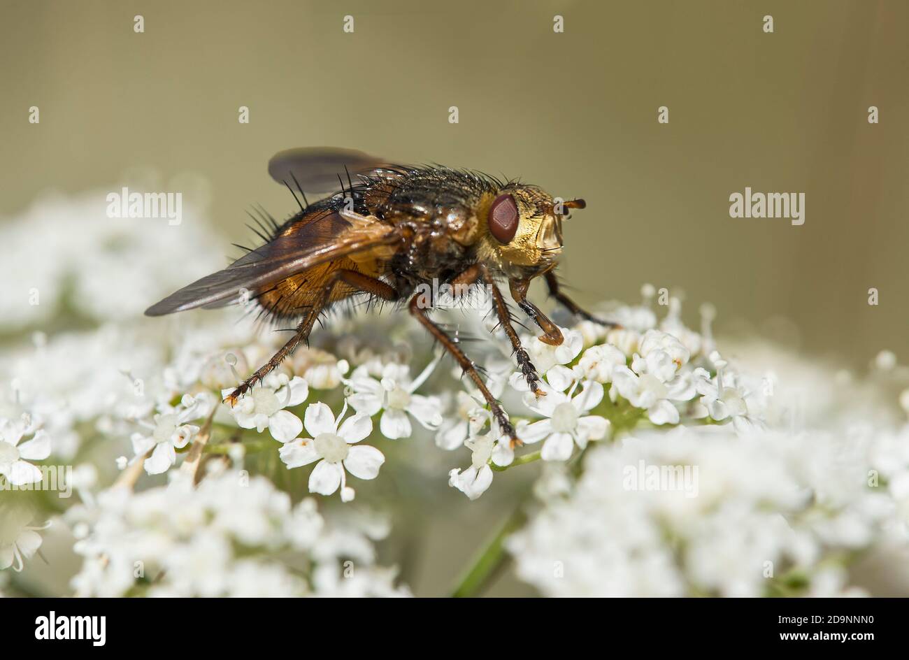 Fliegen (Pegomya sp.) Aus der Familie der Blumenfliege (Anthomyiidae), Wallis, Schweiz Stockfoto