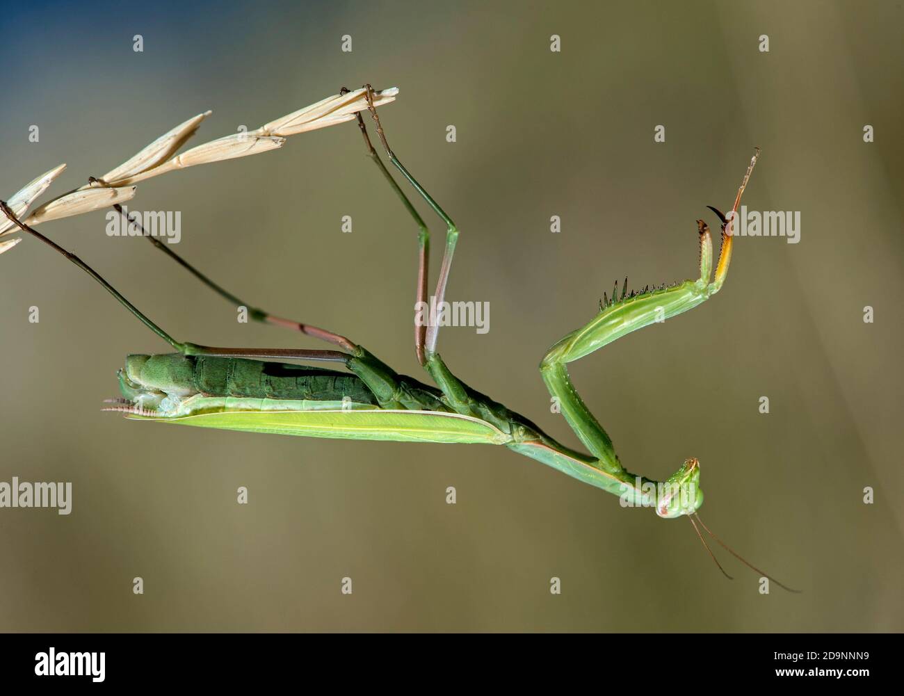 Europäische Gottesanbeterin (Mantis religiosa), Männchen mit grüner Grundfarbe, Familie der Gottesanbeterin (Mantidae), Wallis, Schweiz Stockfoto