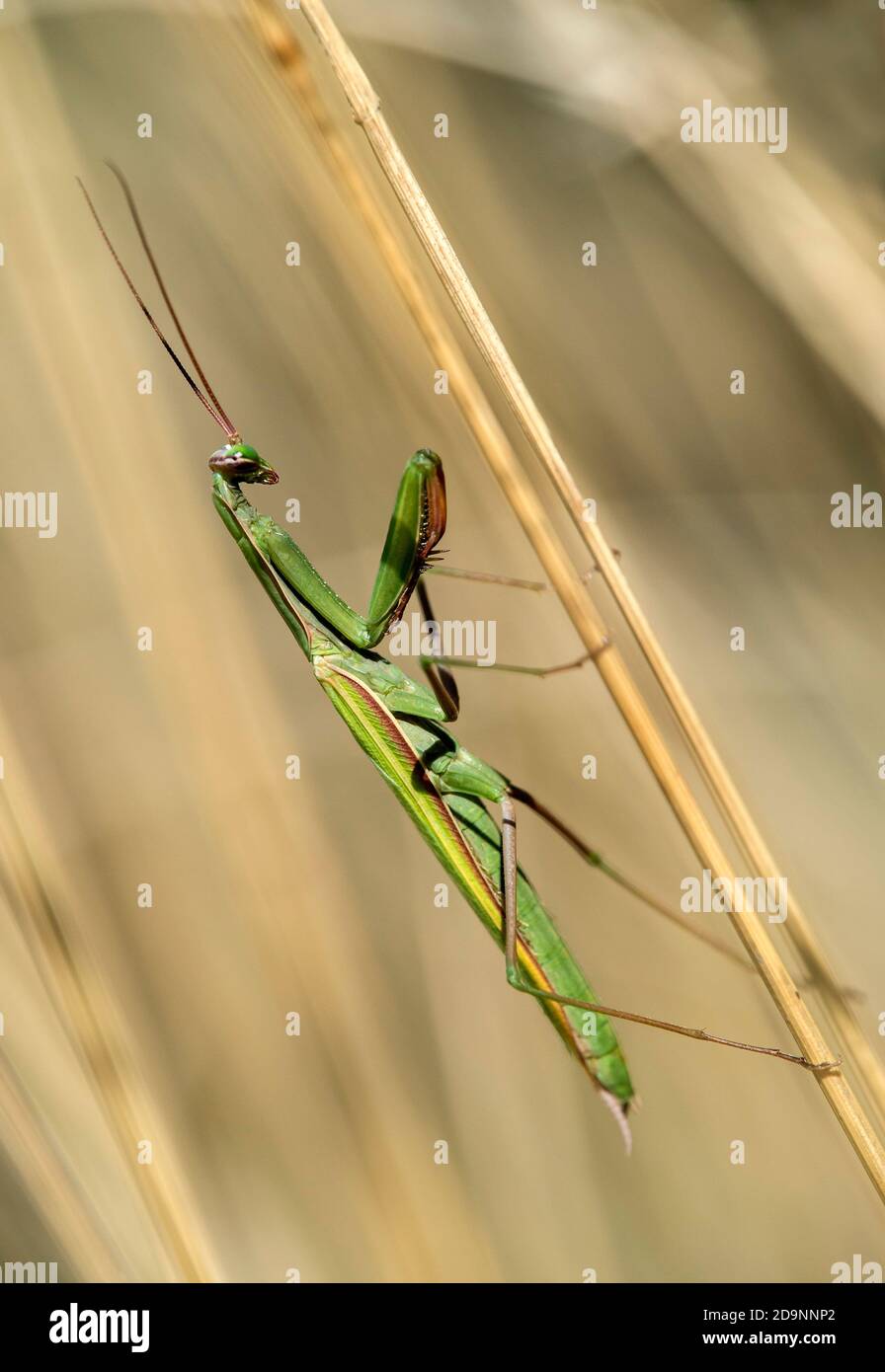 Europäische Gottesanbeterin (Mantis religiosa), Familie der Gottesanbeterin (Mantidae), Wallis, Schweiz Stockfoto
