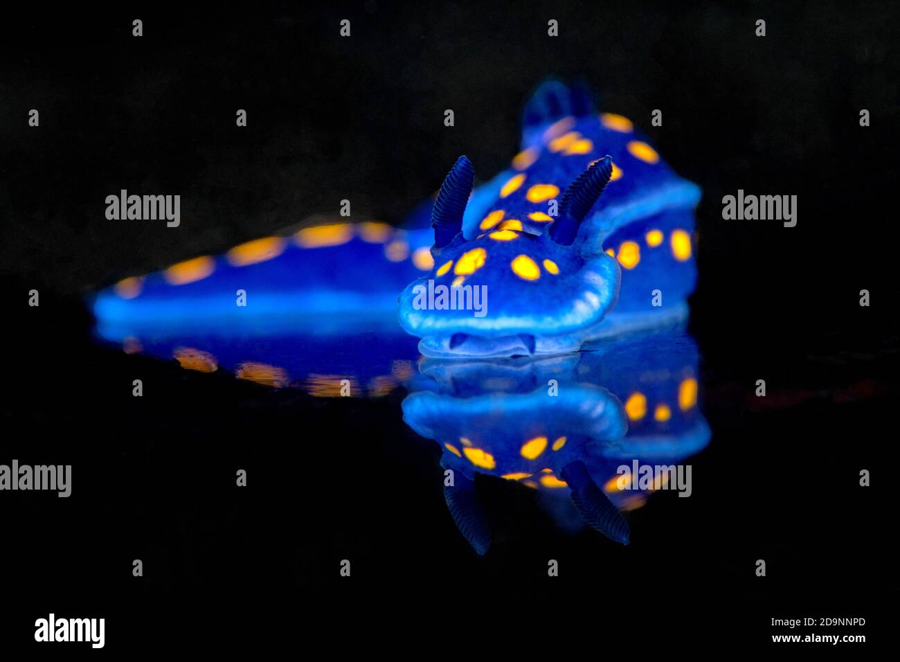 Felimare californiensis auf schwarzem Schiefer Stockfoto