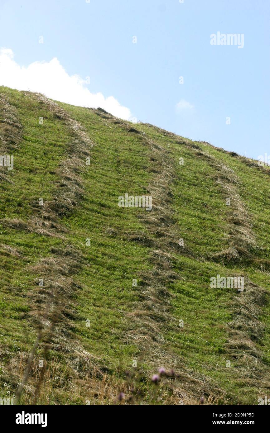 Heu mit einer Sense auf der Weide austrocknen In Rumänien Stockfoto