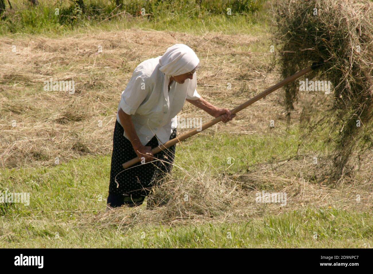 Siebenbürgen, Rumänien. Ältere Frau, die auf dem Feld arbeitet und das geschnittene Heu mit einer Pitchfork dreht. Stockfoto