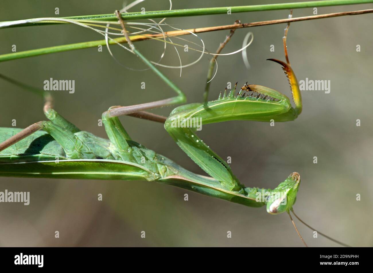 Europäische Gottesanbeterin (Mantis religiosa), Männchen mit grüner Grundfarbe, Familie der Gottesanbeterin (Mantidae), Wallis, Schweiz Stockfoto