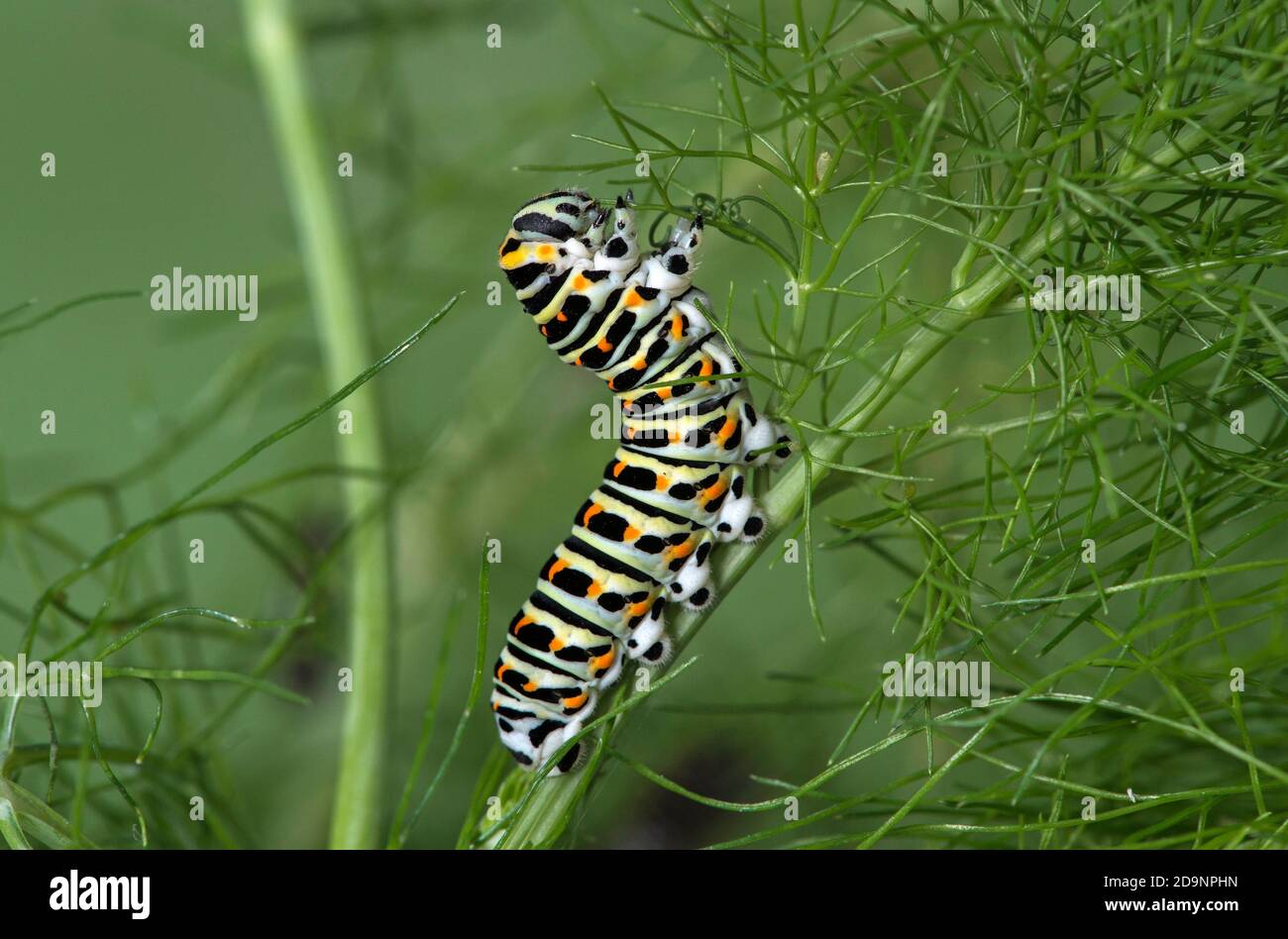 Schwalbenschwanz schmetterling raupe papilio machaon auf fenchel ...