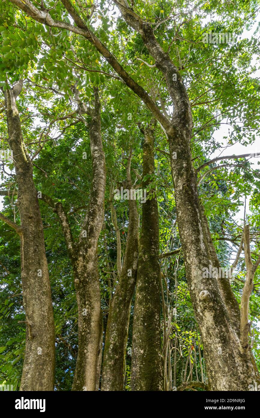 Kapok Baum, Garten mit Palmen und exotischen Pflanzen, Rum Destillerie Le Saint Aubin, gegründet 1819, Saint Aubin, Mauritius, Afrika, Indischer Ozean Stockfoto
