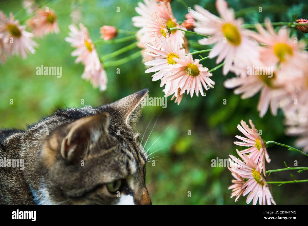 Hauskatze spielt im Hof zwischen Blumen nach einem Regen Stockfoto