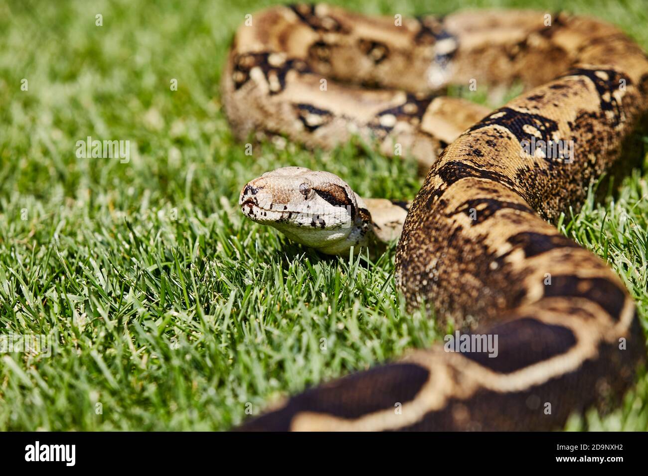 Nahaufnahme des Kopfes der Boa constrictor nicht giftig Schlange im Gras Stockfoto