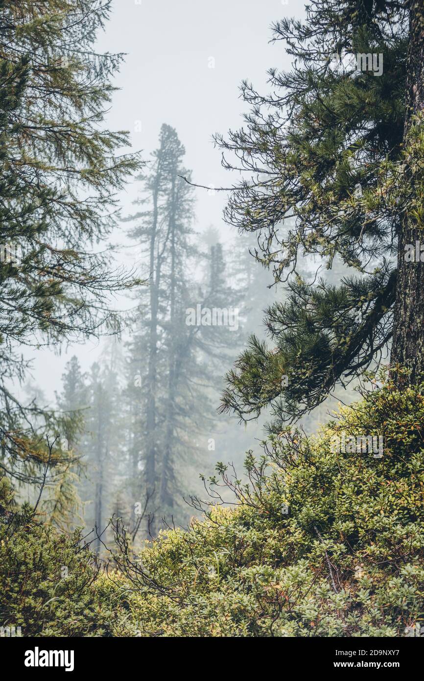 Bergwald an einem nebligen Morgen, natürliche alpine Landschaft, naturpark dolomiti d'ampezzo, belluno, venetien, italien Stockfoto