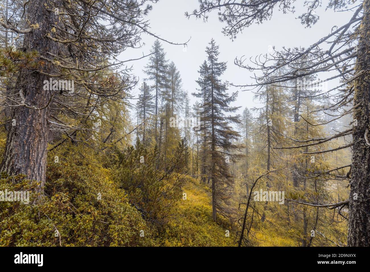 Bergwald an einem nebligen Morgen, natürliche alpine Landschaft, naturpark dolomiti d'ampezzo, belluno, venetien, italien Stockfoto