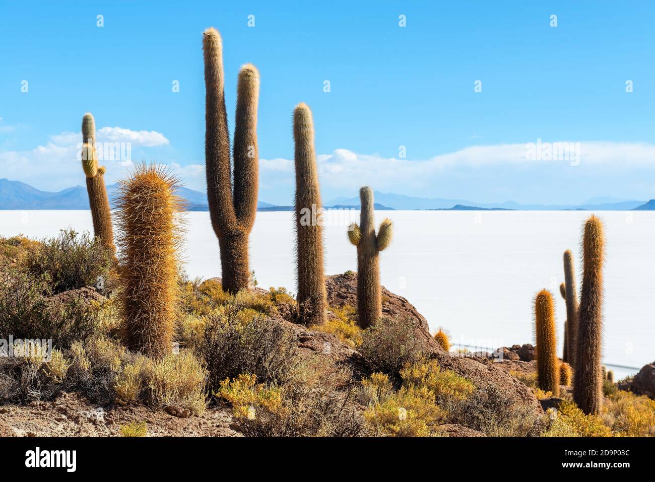 Riesige Atacama Kaktus auf der Insel Incahuasi, mit Blick auf den Salar de Uyuni (Salzsee Uyuni) im Altiplano von Bolivien, Südamerika. Stockfoto