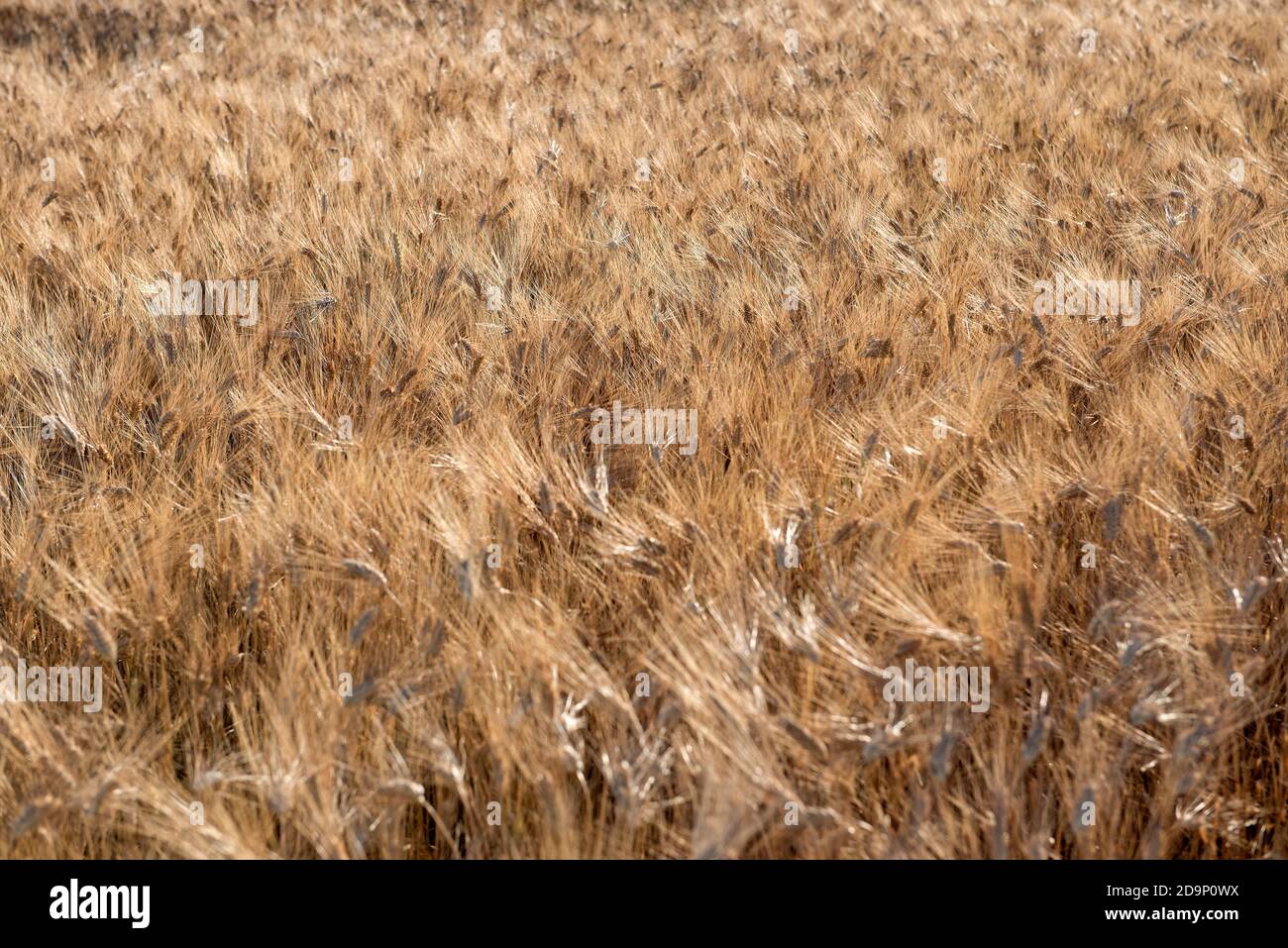 Frankreich, Alpes de Haute Provence, Plateau de Valensole, Durum Fields (Triticum durum) Stockfoto