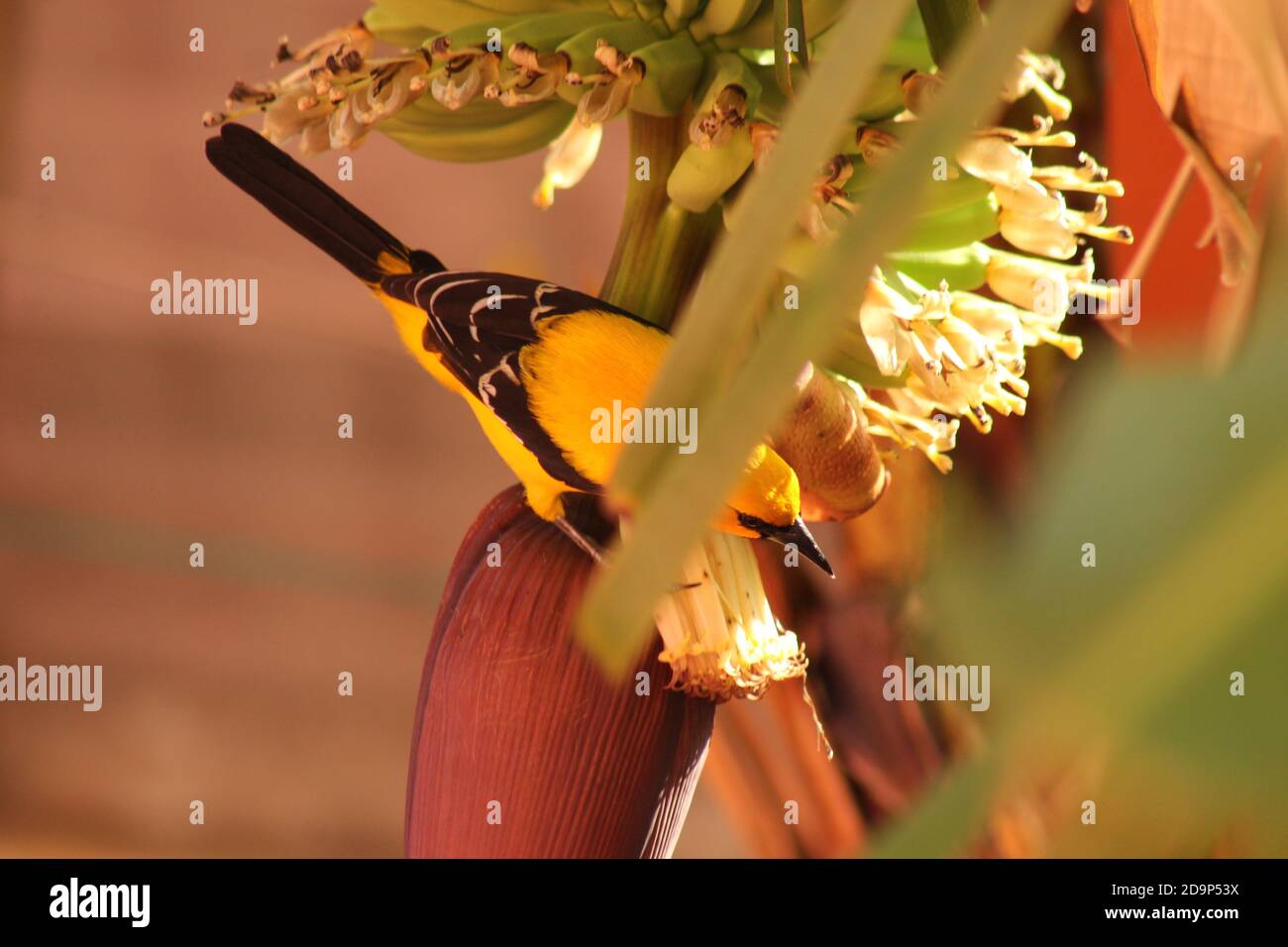Gelbe Oriole auf Bananenbaum Stockfoto